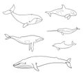 Sea mammals cetacea in outlines - vector illustration