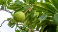 Sea Manggo  Cerbera manghas fruit Royalty Free Stock Photo