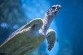 Sea or marine turtle Royalty Free Stock Photo