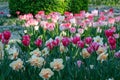 A sea of mauve tulips Royalty Free Stock Photo