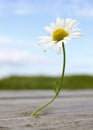 Sea Mayweed Royalty Free Stock Photo