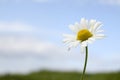 Sea Mayweed Royalty Free Stock Photo