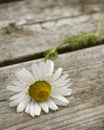 Sea Mayweed Royalty Free Stock Photo