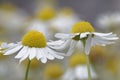 Sea Mayweed