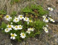 Sea Mayweed