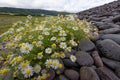 Sea Mayweed