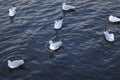 Sea mew on the river in summer time. Wildlife Royalty Free Stock Photo