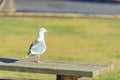 Sea-mew situating on wooden seat