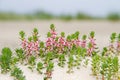 Sea milkwort in the dunes Royalty Free Stock Photo