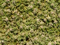 Sea milkwort, Lysimachia maritima, blooming on tidal flat at low tide, Kwade Hoek, Goeree, Zuid-Holland, Netherlands