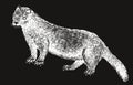 Sea mink extinct animal sketch