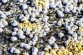 Sea mollusks Semibalanus balanoides on the littoral of the White Sea at low tide. View of the limestone houses of crustaceans from