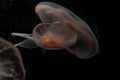 Sea Moon Jellyfish on a black background, close up Royalty Free Stock Photo