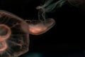 Sea Moon Jellyfish on a black background, close up Royalty Free Stock Photo