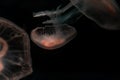 Sea Moon Jellyfish on a black background, close up Royalty Free Stock Photo