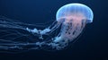 Sea Moon jellyfish. Closeup of Beautiful Moon Jellyfish (Aurelia aurita) in aquarium. generative ai Royalty Free Stock Photo