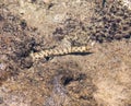 Sea moray eel in natural habitat, natural tropical background