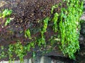 Sea moss attached to the surface of coral Royalty Free Stock Photo