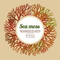 Sea moss frame Royalty Free Stock Photo