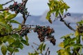 Sea, mountain landscape. The sea and mountains, mountain vegetation, the fruits of pistachio dupus.