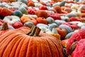 Sea Multi-Colored Pumpkins White Red Orange Decoration Autumn Fa Royalty Free Stock Photo