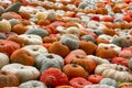 Sea Multi-Colored Pumpkins White Red Orange Decoration Autumn Fa Royalty Free Stock Photo