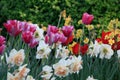 A sea of multi-colored tulips Royalty Free Stock Photo