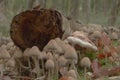 Sea of mushrooms envelope a Birch log