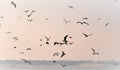 Sea nature, the flock of seagulls flying over the sea in search of fish on a misty morning