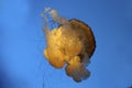 Sea Nettle Jelly fish Royalty Free Stock Photo