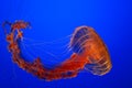 Sea nettle jellyfish