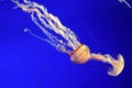 Sea nettle jellyfish