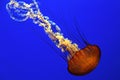 Sea nettle jellyfish