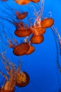 Sea Nettle Jellyfish