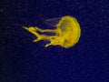 Sea nettle jellyfish