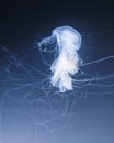 Sea nettle jellyfish with long tails Royalty Free Stock Photo