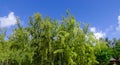 Sea oak tree Casuarina equisetifolia