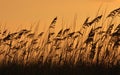 Sea Oat at Sunset Royalty Free Stock Photo