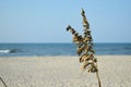 Sea Oats Royalty Free Stock Photo