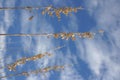 Sea Oats.