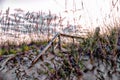 The sea oats act as a golden curtain on top of the island sand dune Royalty Free Stock Photo