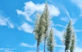 Sea Oats Against a Blue Sky Royalty Free Stock Photo