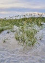 Sea oats along the edge of Wrightsville Beach Royalty Free Stock Photo