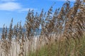 Sea Oats on the Atlantic Royalty Free Stock Photo