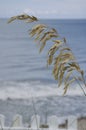 Sea Oats With Atlantic Ocean in Background Royalty Free Stock Photo
