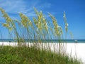 Sea Oats on the Beach