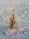 Sea oats on the beach