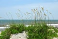 Sea Oats Blowing In the Wind