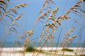 Sea Oats up close on Sanibel Island, Florida. Royalty Free Stock Photo