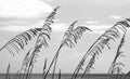 Sea Oats in the Breezse